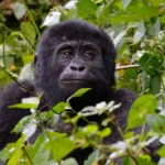 5 Days Gorilla & Wildlife Safari in Uganda
