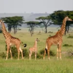 Game drive in Uganda