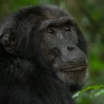 5 Days Uganda Primate Safari